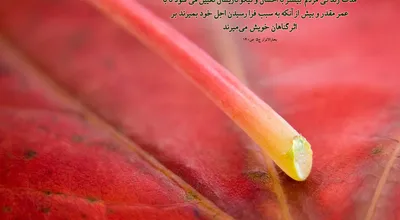 810_Hadis_005_8885.jpg