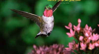810_Hadis_017_7889.jpg