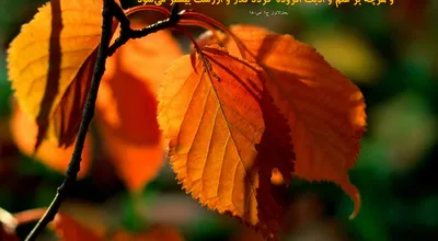 810_Hadis_020_9202.jpg