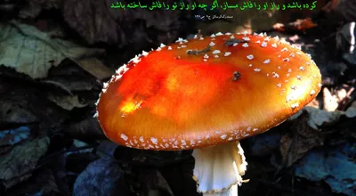 810_Hadis_061_7200.jpg