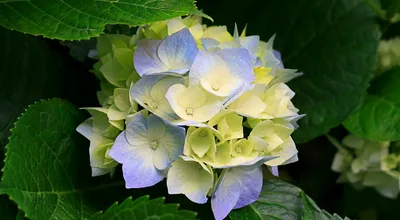 Hydrangeas_27535.jpg